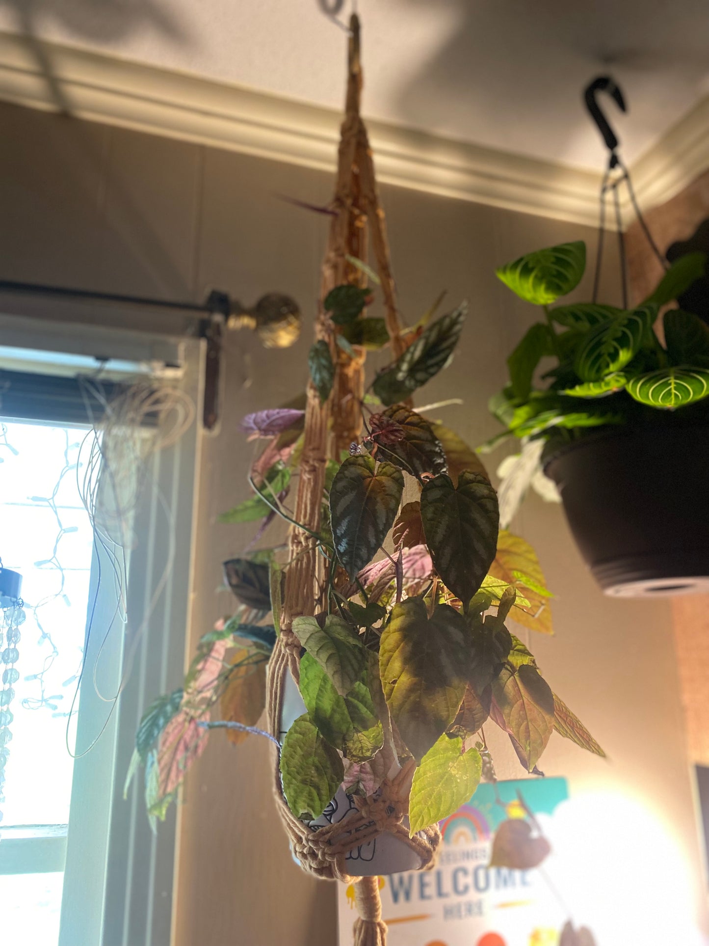 Plant Hanger