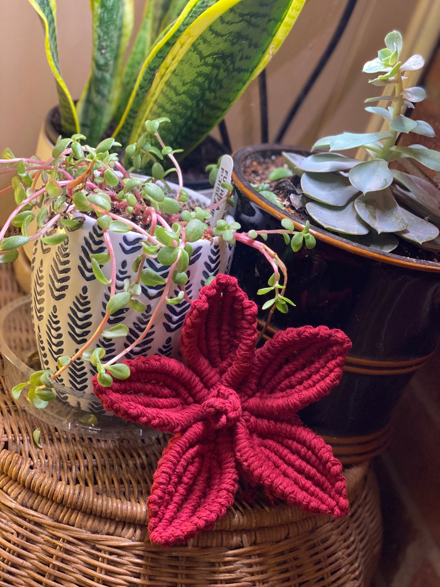 Plant Hanger Collection